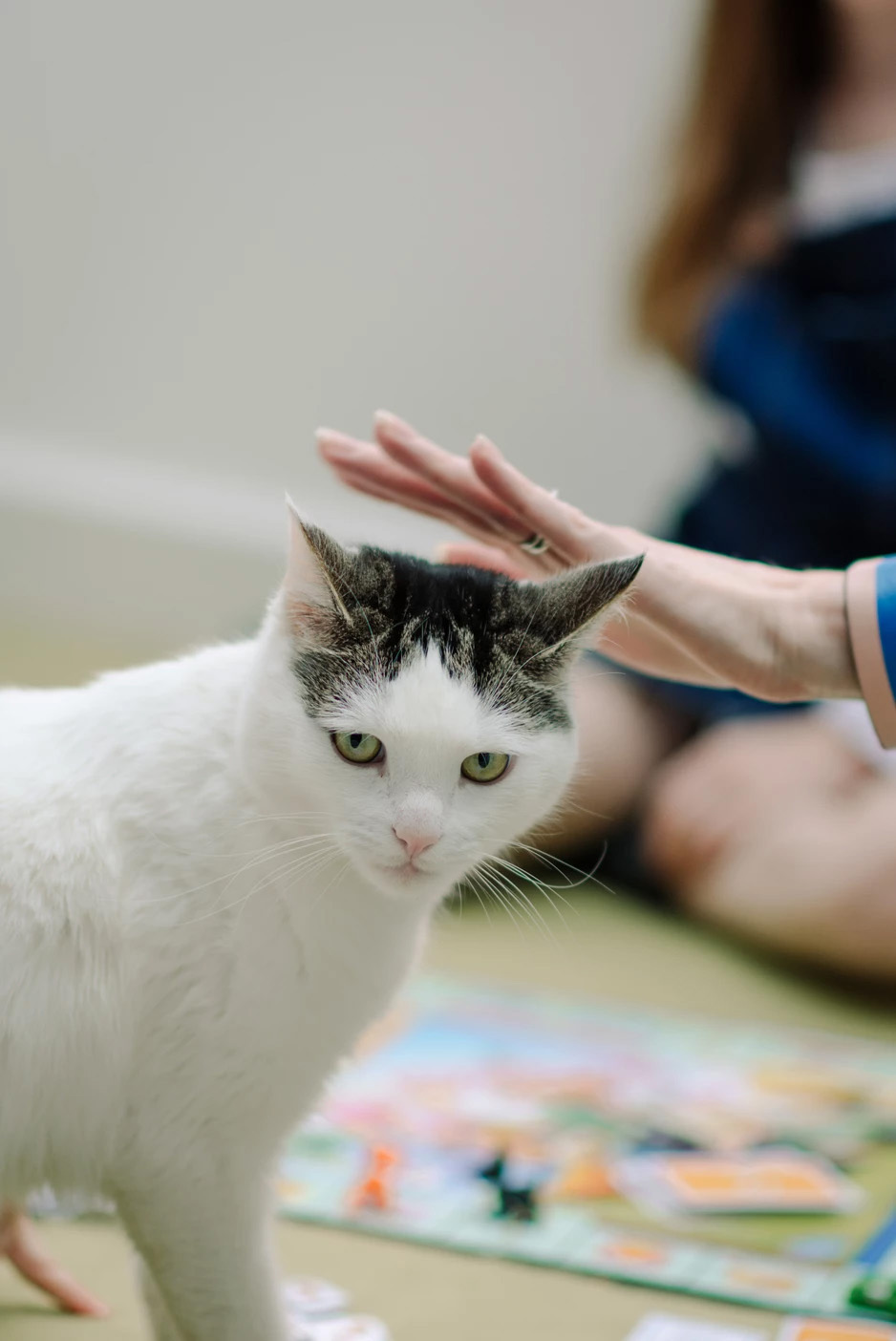 dbe9b3 2a54916fdeeb4338b6f7ad3a6e1c8fe9 mv2 d 3653 5479 s 4 2