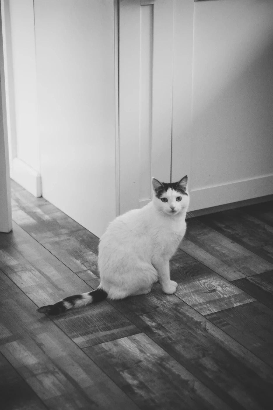 dbe9b3 3ca67a2018e8461f8c41de6832ccb554 mv2 d 4000 6000 s 4 2